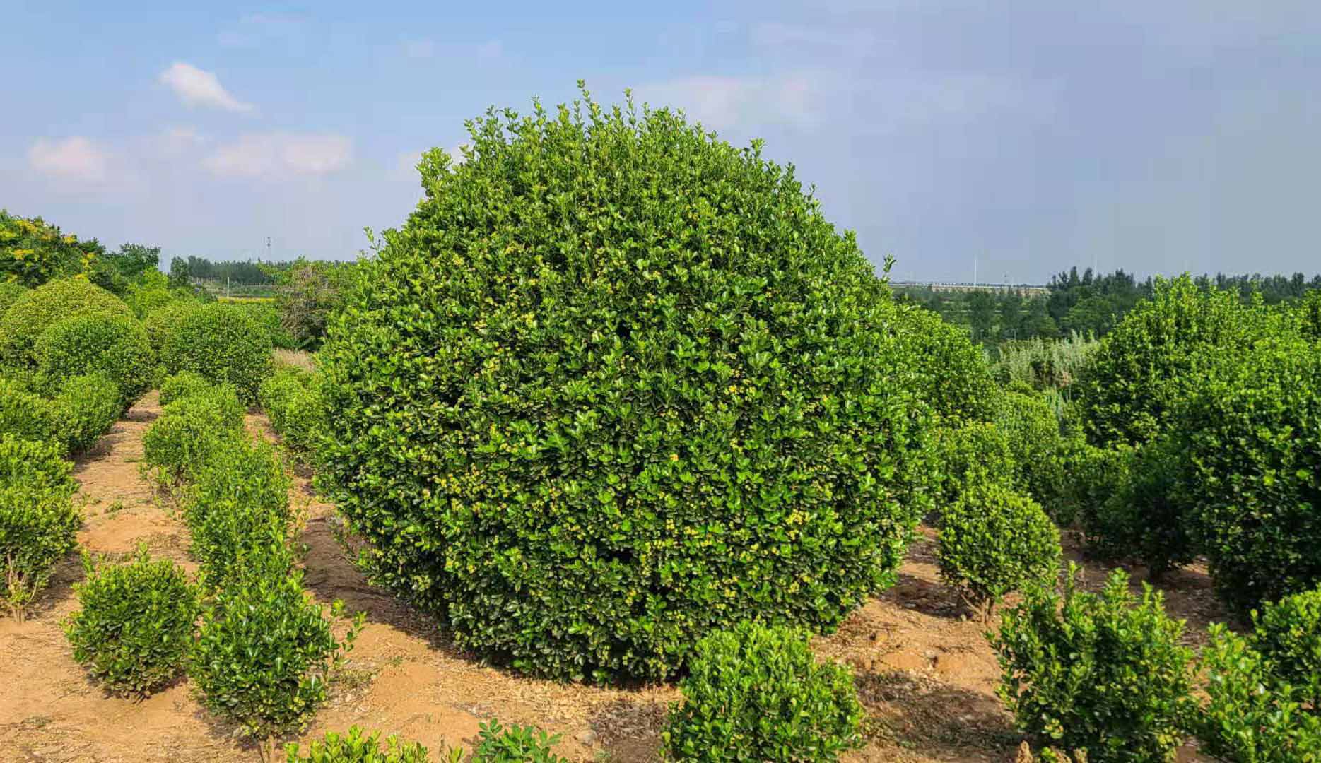 大叶黄杨球出现叶片发黄,枝条稀疏,干枝等不良现象怎么办 - 秀亭苗木